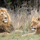 Illustration for article titled The Saga of a Man, Two Lions, and a Freak Accident That Got Freakier